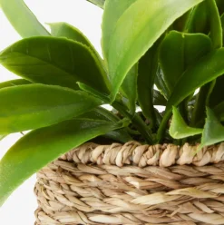 Best BERTRAMPlanta artificial BERTRAM Ø8xA18cm variado Plantas Artificiales