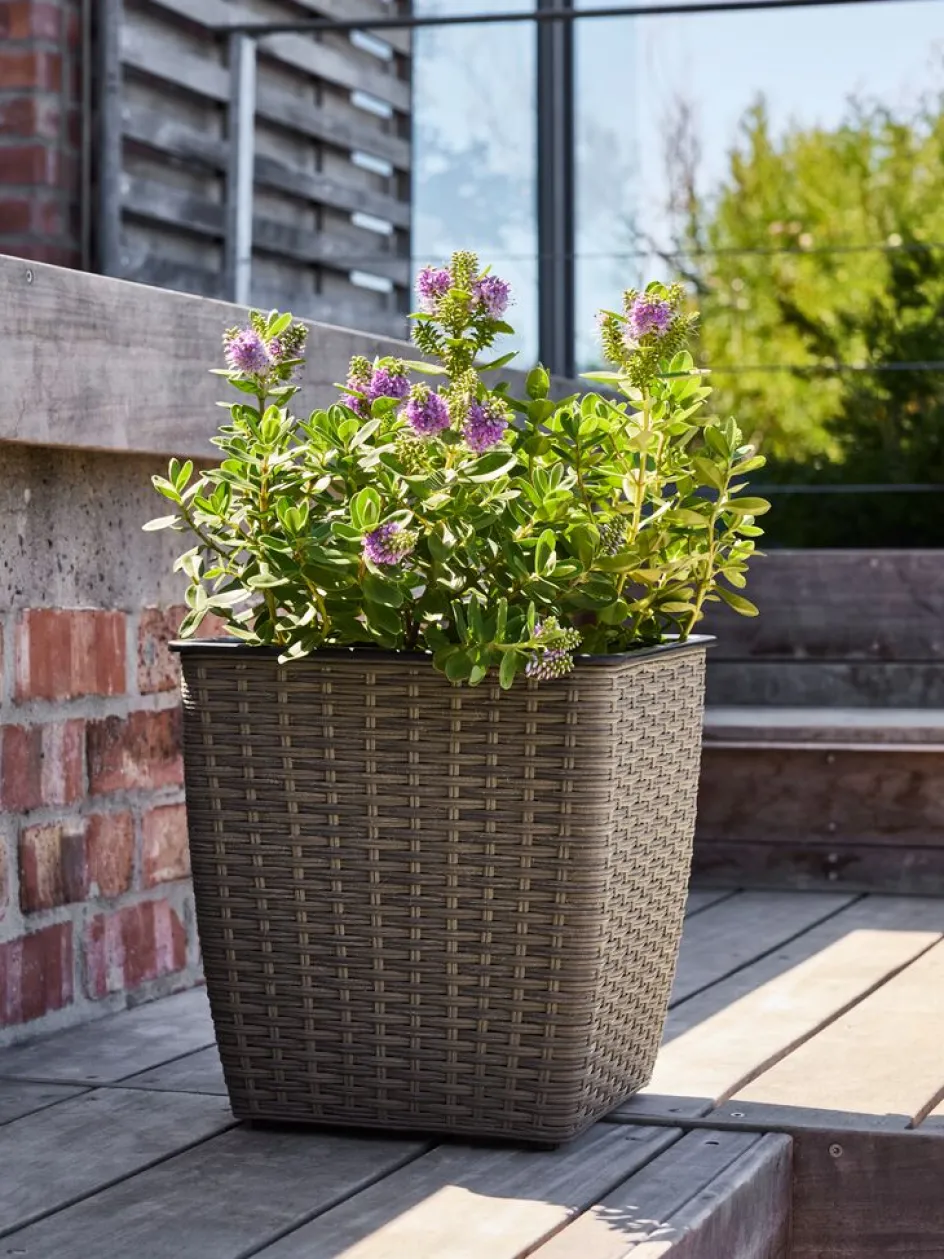 Clearance ISLOMCesto de jardín ISLOM 31x31x32 Maceteros