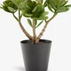 Clearance JOSTEINPlanta artificial JOSTEIN A23cm Crassula ovata Plantas Artificiales