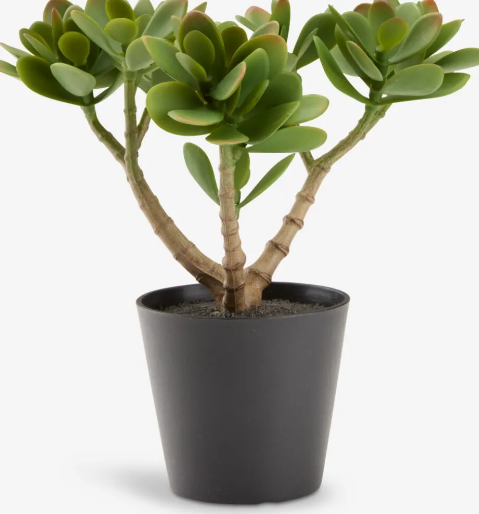 Clearance JOSTEINPlanta artificial JOSTEIN A23cm Crassula ovata Plantas Artificiales