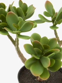 Clearance JOSTEINPlanta artificial JOSTEIN A23cm Crassula ovata Plantas Artificiales