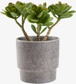 Clearance JOSTEINPlanta artificial JOSTEIN A23cm Crassula ovata Plantas Artificiales