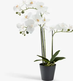 Discount MATINUSPlanta artificial MATINUS A62cm orquídea blanca Plantas Artificiales
